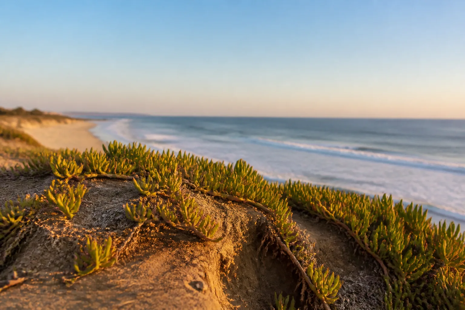 California Beaches Face Threat from Invasive Ice Plant, Environmental Group Urges Action
