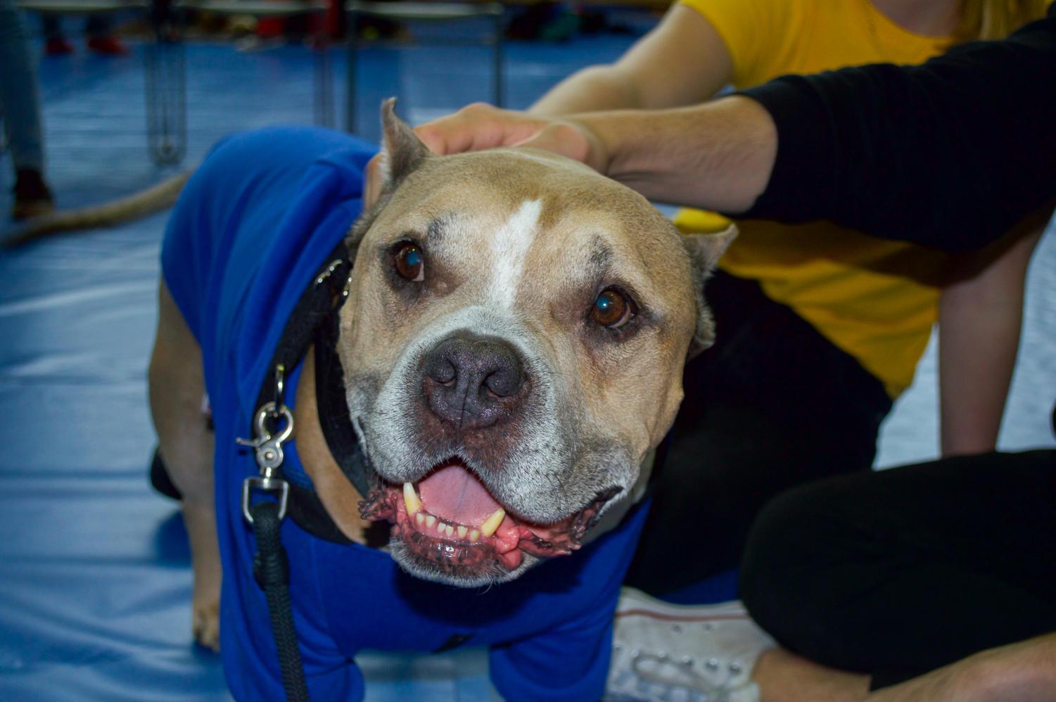 Certified therapy dog, JJ, an American Staffordshire Terrier, is a certified therapy dog who helps people overcome stressors in their lives. The dog posed with students at ASI's "Puppy Therapy" event for pictures and offered a friendly smile for the camera.