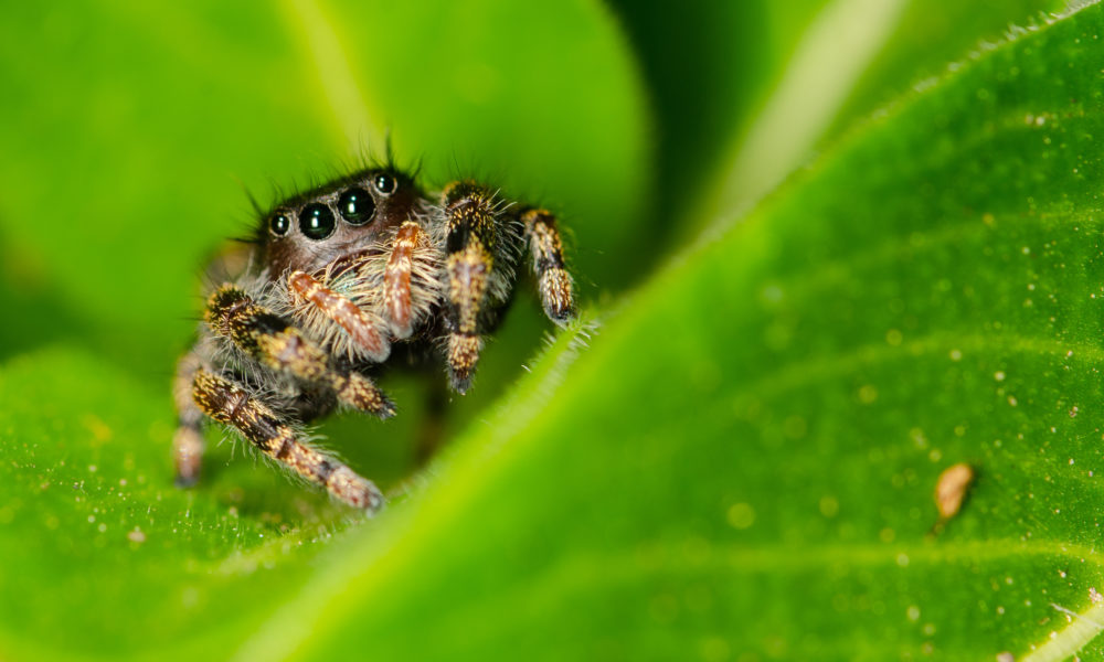 a jumping spider