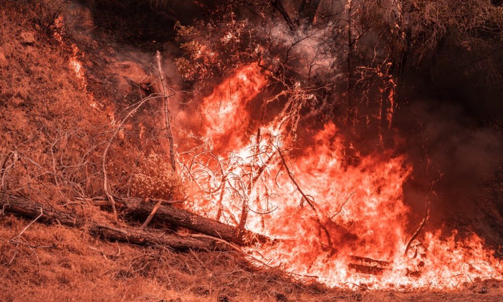 Fire burns some shrubbery