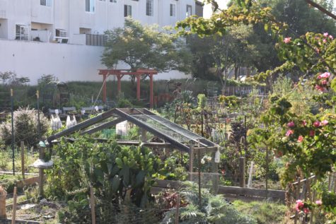 Zaferia Gardens stands in the middle of Long Beach as one of the largest community gardens with over 90 plots available for gardening.