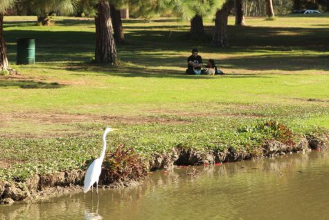 10/5/21 - LONG BEACH, CA: El Dorado Regional Park has plenty of space to sit under trees and bird watch.