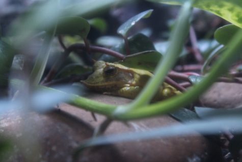 a Solomon Island leaf frog perched on a rock.