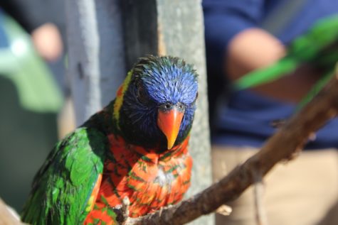 For $4 guests can buy a cup of nectar to feed the lorikeets in the lorikeet forest exhibit.