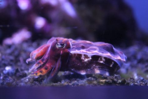 A flamboyant cuttlefish resting at the bottom of its tank.