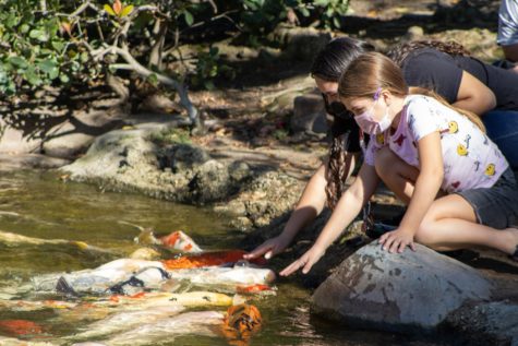 Koi fish break through the pond's surface to receive pets from the visitors of the Japanese Garden.