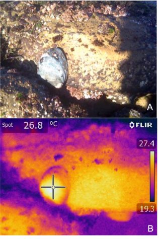 The black abalone thermal image is from
one of Allen's students who modeled the effects of increasing temperature variability and its endangerment risk. 
Photo courtesy: Bengt Allen