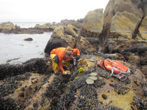 A CSULB student research from Bengt Allen's marine ecology graduate program conducts a temperature variability experiment on small plates bolted to the rocks.
Photo credit: Bengt Allen