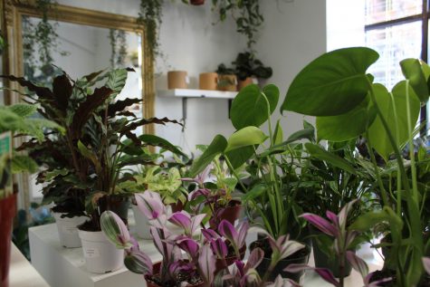 Foliage LB is a new plant shop tucked away in Downtown Long Beach that showcases a variety of houseplants.