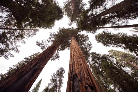 Giant Sequoias in Sequoia National Park