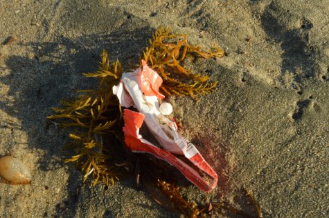 A candy wrapper stuck in seaweed.
