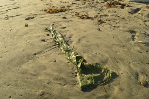 A long green bag washed up on the shore.