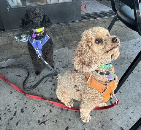 Coco, left, and Gidget stting in the dog-friendly patio area of Dogz Bar nd Grill.