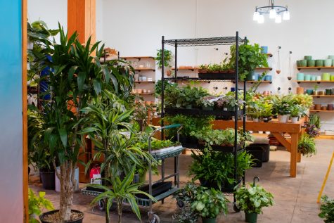 Plant prices range from $5-$1000 depending on the size and how local the plants are to the area. Cheaper plants are more locally sourced, whereas the pricier plants tend to be more exotic.