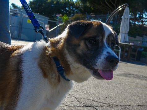 Azizi, is an Australian Shepard mixed breed that has needed medication to help treat an autoimmune disease. This doesn't stop him from enjoying the company of other dogs and going for walks with guests.