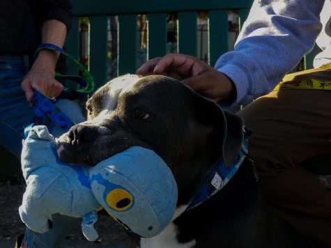 Bryce, the 8-year-old Pitbull-bulldog mix holds his favorite toy.