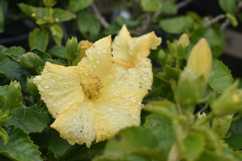 Yellow hibiscus is one of the nurseries most popular flowers. Not a surprise considering it's vibrancy and delicacy.