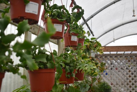 There is a broad selection of indoor plants that H&H Nursery in Lakewood provides. Everything from desk-friendly plants to ones that could act as bedroom decor.
