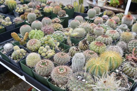 The Mezcala Nursery located in Long Beach will definitely not run out of succulents and cacti any time soon. Picked primarily by staff members and given by customers alike, there remains many botanicals to choose from.