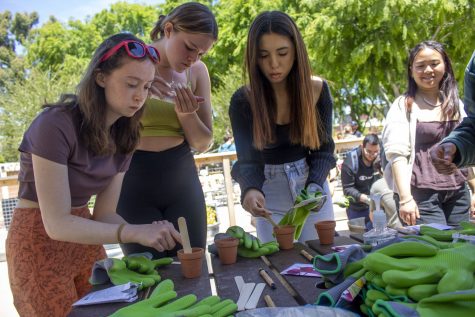 CSULB students learning how to garden at Grow Beach garden in Friendship Walk on Thursday, April 20, 2023.