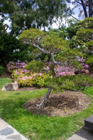 A bonsai in the Japanese Garden at CSULB.