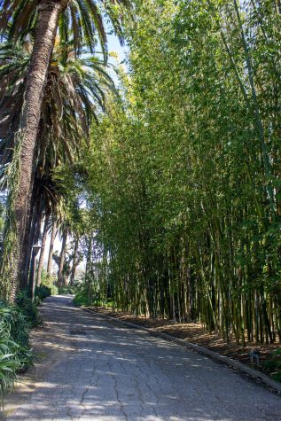 Bamboo forest in Rancho Los Alamitos.
