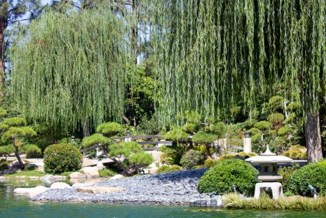 Located on campus, the Earl Burns Miller Japanese Garden is the perfect place for students to take a mental health break.