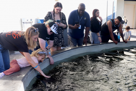 Several families explore the ray habitat touch pool, with a couple of them touching the animals for the first time. Rays are a part of the shark family, but some are them are still safe to touch.