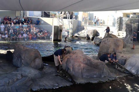 A group gathers to watch the feeding show for the seals and sea lions. Not only is this an opportunity for the animals to show off playfully to the crowd, but it also gives aquarium workers a chance to bring the animals on dry land for a quick inspection.