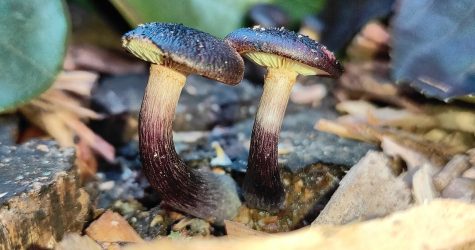 The Gymnopilus purpuratus mushroom found in New Zealand. It is one of over 100 species of psilocybin mushrooms around the world that are now being tested for therapeutic use.