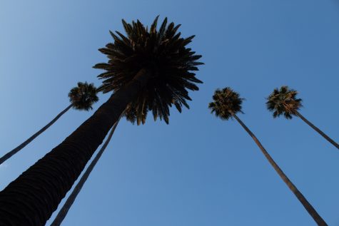 02/28/2024 - LOS ANGELES, Calif.: Palm trees, ubiquitous with Los Angeles, tower over Ruben Salazar Park in East Los Angeles. The park is names in honor of Ruben Salazar, an L.A. Times journalist who died while covering the National Chicano Moratorium in 1970.