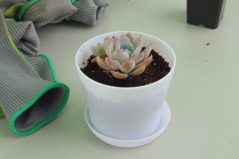 A close-up of a successful transfer of a succulent into its new pot next to some gardening gloves.