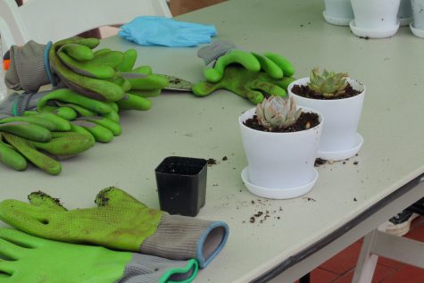 An unattended potting station with a multitude of gardening gloves, one trowel, an empty plastic planter and two successfully potted succulents.