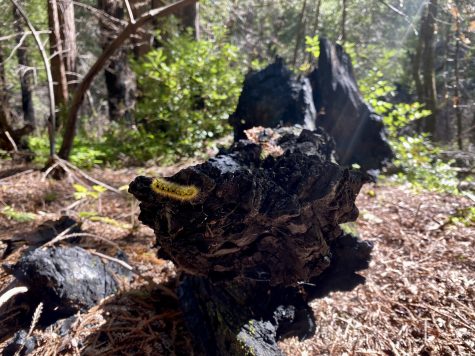 On the tip of a charred log lays a caterpillar, warning predators away with its heavily pigmented, yellow fuzzies.